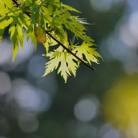 Silver Maple (Acer saccharinum) 2